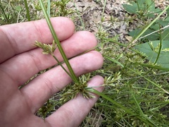 author not stated, no rights reserved Cyperus iria, photograph author not stated, no rights reserved