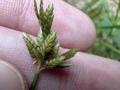 Cyperus iria