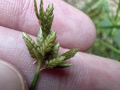 Cyperus iria