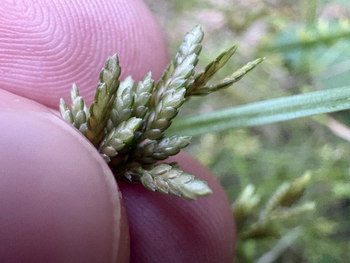 Cyperus iria, photograph 1