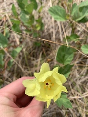 Cienfuegosia drummondii