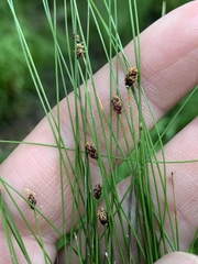 Eleocharis tenuis
