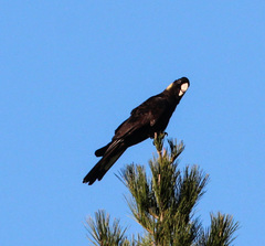 Zanda funerea funerea