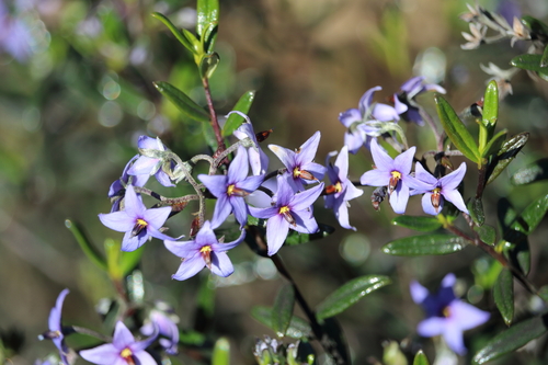 Lavender Halgania