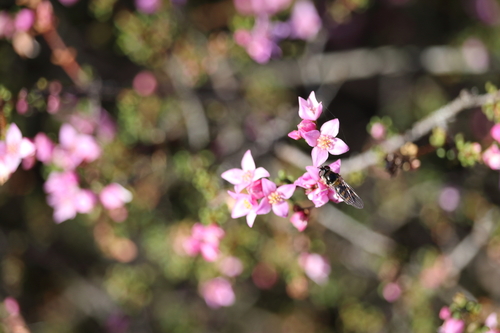 Desert Boronia