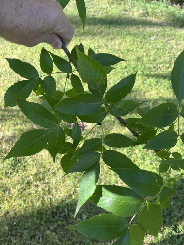 green ash