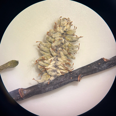 Salix pellita