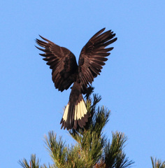 Zanda funerea funerea