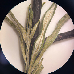 Salix pellita, photograph (c) Dustin Snider, some rights reserved (CC BY)