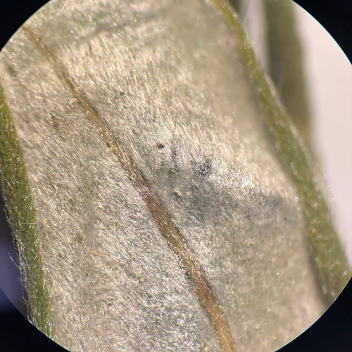 Salix pellita, photograph 4