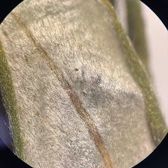 Salix pellita, photograph (c) Dustin Snider, some rights reserved (CC BY)