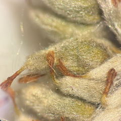 Salix pellita, photograph (c) Dustin Snider, some rights reserved (CC BY)