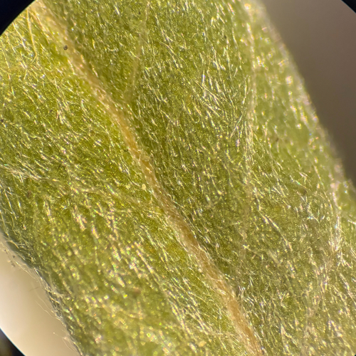 Salix pellita, photograph 5