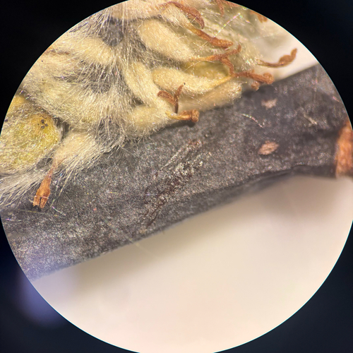 Salix pellita, photograph 2