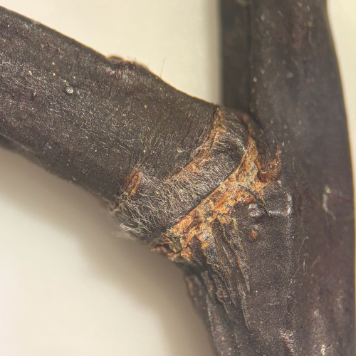 Salix pellita, photograph 6