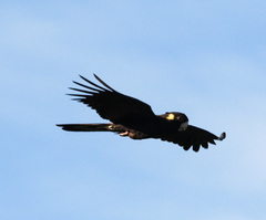 Zanda funerea funerea