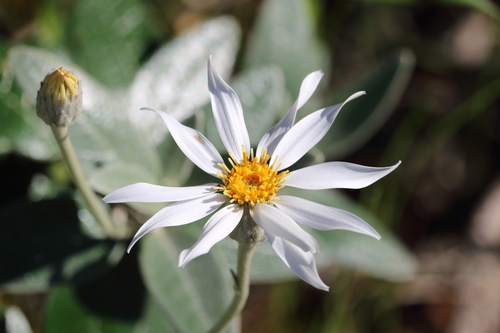 Olearia pannosa pannosa
