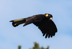 Zanda funerea funerea