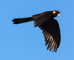 Zanda funerea funerea