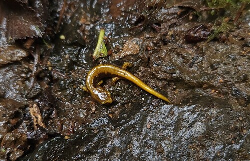 Van Dyke's Salamander