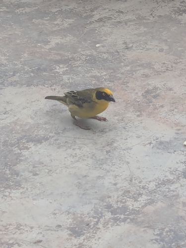 Baglafecht Weaver