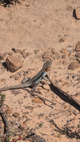 Swift Rock Dragon