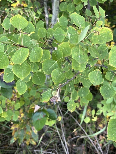 quaking aspen