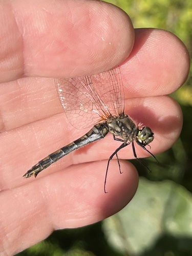 Black Meadowhawk