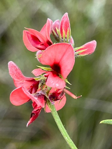 Indigofera heterophylla