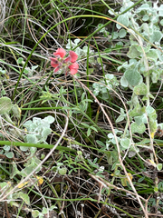 Indigofera heterophylla, photograph (c) Dave U, some rights reserved (CC BY-SA)