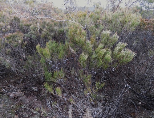 Allocasuarina nana observed 2026-09-08