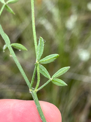 Indigofera heterophylla, photograph (c) Dave U, some rights reserved (CC BY-SA)