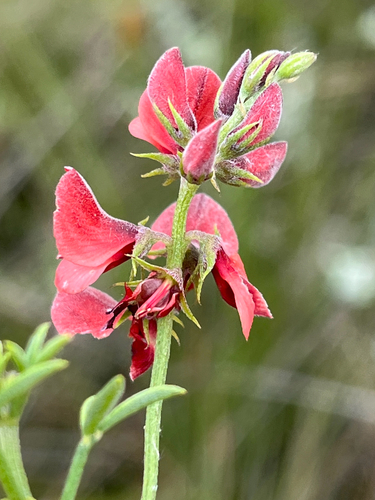 Indigofera heterophylla, photograph 3
