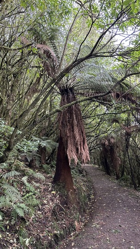 Dicksonia fibrosa, photograph 2
