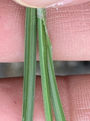 Carex complanata