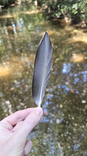Plume de Canard à crinière
