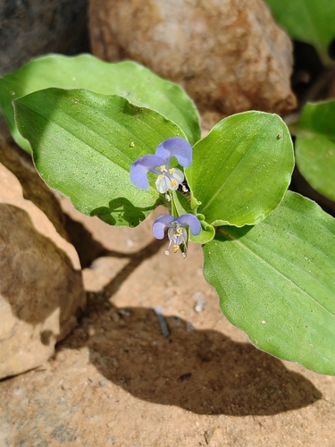 Commelina benghalensis, photograph 3