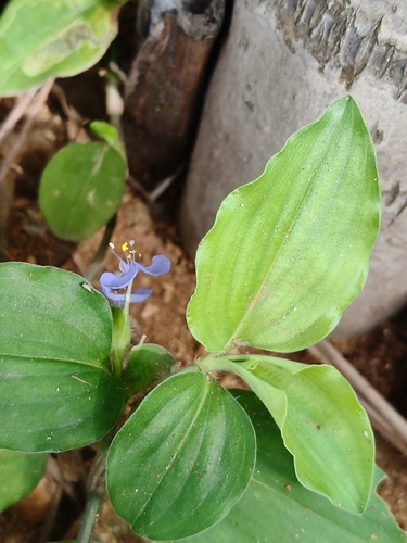 Commelina benghalensis, photograph 4