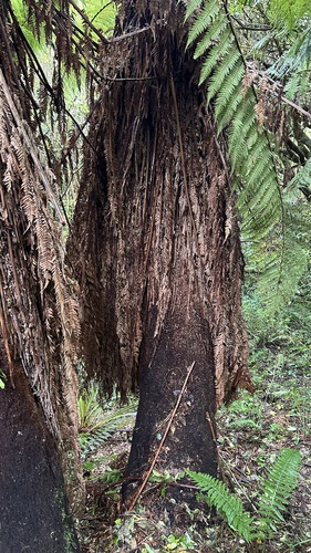 Dicksonia fibrosa, photograph 4