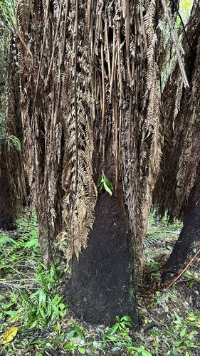 Dicksonia fibrosa, photograph 3