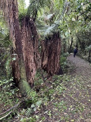 Dicksonia fibrosa