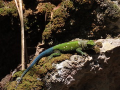 Sceloporus taeniocnemis
