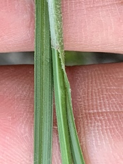 Carex complanata