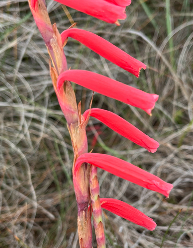 Watsonia aletroides