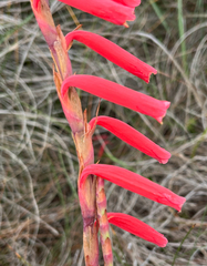 Watsonia aletroides