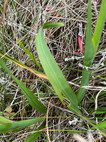 Watsonia aletroides, photograph 3