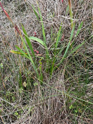 Watsonia aletroides, photograph 4