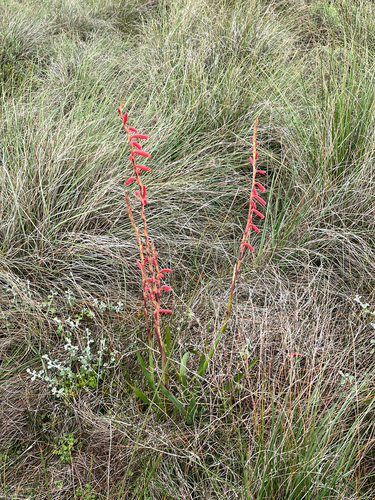 Watsonia aletroides, photograph 2