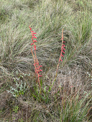 Watsonia aletroides, photograph (c) Dave U, some rights reserved (CC BY-SA)