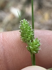 Carex complanata
